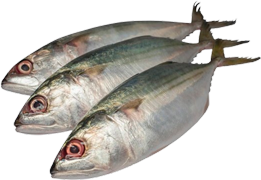 Ikan Kembung