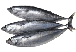 Ikan Tongkol